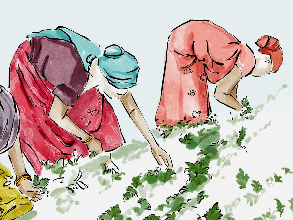 Illustration of people picking fruit